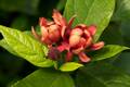 Calycanthus floridus IMG_0690 Kielichowiec wonny